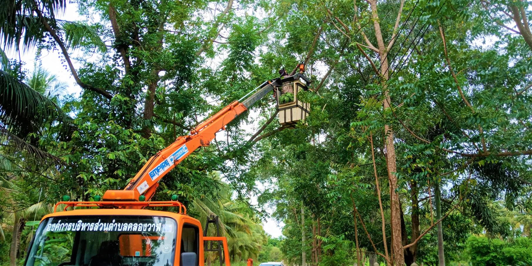 ปรับปรุงภูมิทัศน์โดยการตัดแต่งกิ่งไม้ หมู่ที่ 8 บ้านนาทอง 