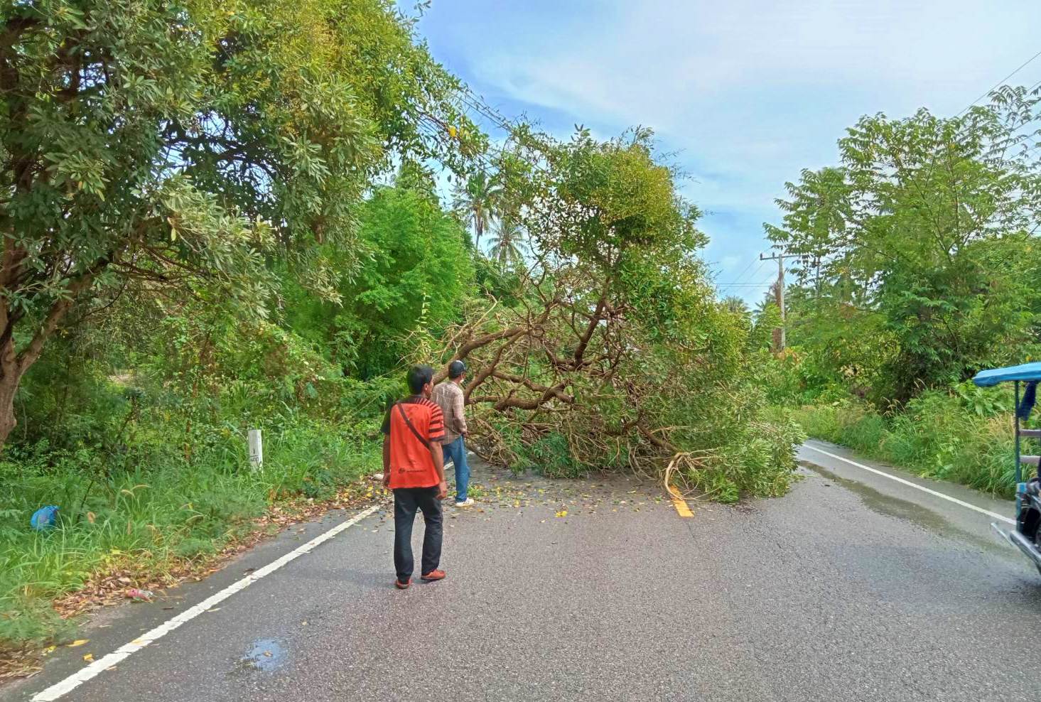 ตัดต้นไม้ที่ล้มขวางถนนบริเวณ หมู่ที่ 9 บ้านหนองน้ำขาว